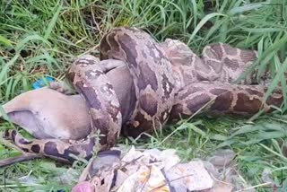 Python Hunted Dog in Kota, Kota Thermal Personnel Were Shocked