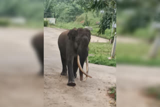 பள்ளிக்குள் புகுந்த காட்டு யானை; வனத்துறையினர் பட்டாசுகளை வெடித்து வனப்பகுதிக்கு விரட்டினர்