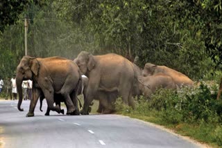 Elephants Terror In Kaladhungi