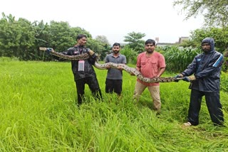 Python Found in Vidisha