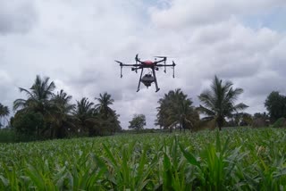 fertilizer-spraying-through-drone in haveri