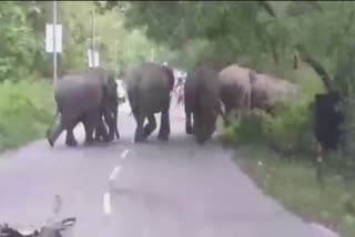 herd of elephants on Kaladhungi Nainital road  Kaladhungi Elephant News  Elephants terror in Kaladhungi  elephants parade  herd of elephant destroy crops  നൈനിറ്റാളിൽ വിളകൾ നശിപ്പിച്ച് കാട്ടാനക്കൂട്ടം  കാലാധുങ്കി കാട്ടാന വിളകൾ നശിപ്പിച്ചു