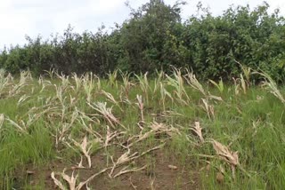 Rain destroys maize