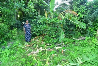 Elephant attack in Kodagu