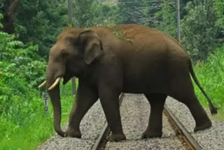 tusker attack in Attappady forest area