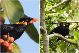 Pahari Myna