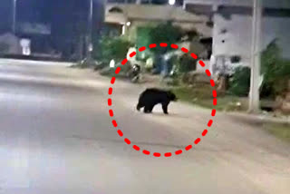 Bear wanders in palakurthy