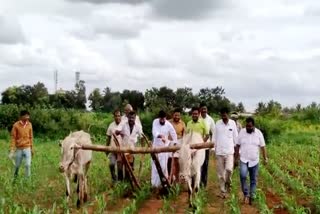 see video CT Ravi doing agriculture work
