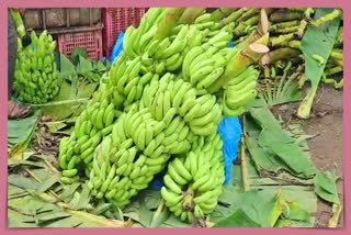 કેળાનો ભાવ આસમાને: ખેડૂતોને ઘી-કેળા