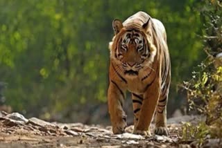 Tiger roaming fearlessly on the bridge of Uttarakhand