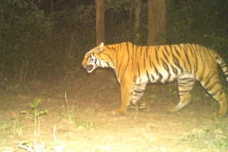 Uttarakhand Corbett administration looks to tranquilize tiger behind biker death