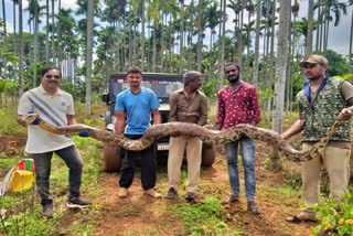 huge-python-found-in-chamarajanagar-farm