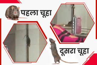 glucose-of-patients-drinking-rats-in-bastar-medical-college