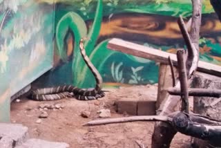Tourists will get to see King Cobra in Indore Zoo