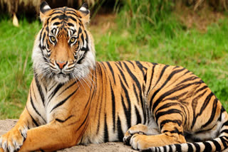 World Tiger Day