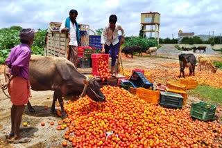 decrease-in-the-prices-of-tomato-in-chamarajanagar