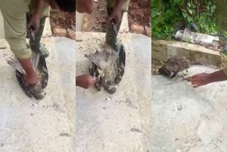 ഷോക്കേറ്റ് പിടഞ്ഞ് വീണ് പരുന്ത്  Hawk got shocked from electric line and fell down  പരുന്തിന് രക്ഷകരായി കെ എസ് ഇ ബി ജീവനകാര്‍  Electric employees rescue the shocked hawk  Hawk got shocked  Hawk got shocked from electric line