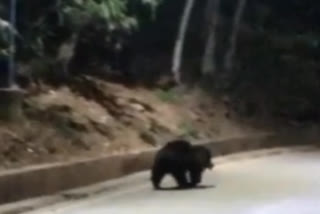 Bear Wanders in Tirumala