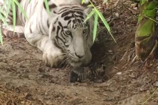 Indore Zoo where three colored tigers