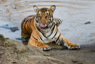 World Tiger Day: U'khand's Jim Corbett tiger count on the rise