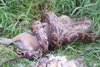 Python swallows dog in Rajasthan  Python swallows dog in Kota Rajasthan  നായയെ വിഴുങ്ങി 13 അടി നീളമുള്ള കൂറ്റൻ പെരുമ്പാമ്പ്  രാജസ്ഥാനിൽ പാമ്പ് നായയെ വിഴുങ്ങി  നായയെ വിഴുങ്ങുന്ന പെരുമ്പാമ്പ്