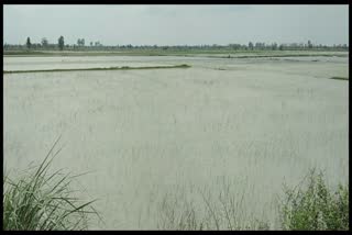 Crops submerged in Bhiwani