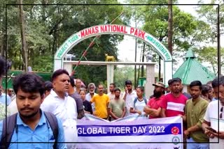 international-tiger-day-observed-in-manas-national-park