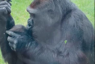 Gorilla shows off baby to visitors on zoo  Gorilla shows off baby to visitors at zoo in Canada  viral video from Calgary zoo in Canada  gorilla shows off baby to visitors on zoo video viral  സന്ദർശകർക്ക് മുന്നില്‍ തന്‍റെ കുഞ്ഞിനെ കൊഞ്ചിച്ച് അമ്മ ഗൊറില്ലയുടെ വീഡിയോ വൈറല്‍  കാനഡയിലെ കാൽഗറി മൃഗശാലയിൽ നിന്നുള്ള വൈറല്‍ വീഡിയോ