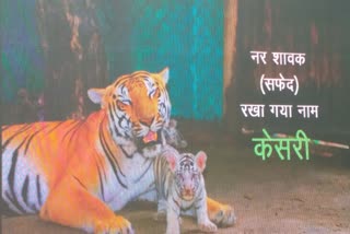 World Tiger Day