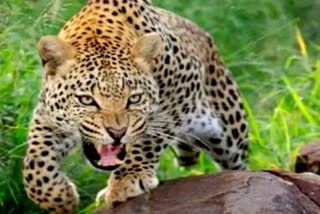 Leopard Terror