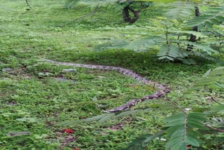 Python Killed In Betul