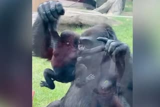 Gorilla shows off baby to visitors at zoo in Canada