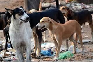 karnataka animal husbandry department  street dogs in karnataka  decision not to shift street dogs in banglur  തെരുവുനായ്ക്കളെ ഷെല്‍ട്ടര്‍ ഹോമിലേയ്ക്ക് നീക്കേണ്ടതില്ല  കർണാടക മൃഗസംരക്ഷണ വകുപ്പ്  കര്‍ണാടക തെരുവു നായ്ക്കള്‍  മന്ത്രി പ്രഭു ബി ചൗഹാന്‍