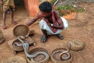 unique world of Balod Serpents