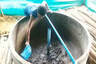 fish farming