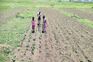 farmer cultivation