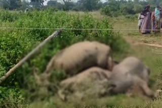 cattle died by electrocution