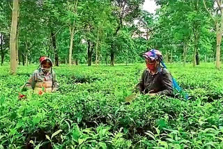 Tea Advisory Council Formed After 5 Years But Does Not Have Any Representative of Tea Gardens