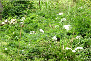 Keoladeo National Park