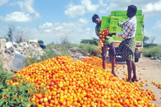 Tomato: చెమటోడ్చి పండించి.. ధరలేక నేలపాలు చేసి..