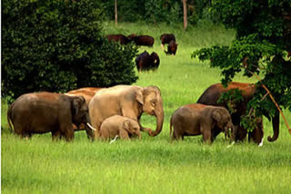 elephants