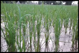 Paddy cultivation in Haryana