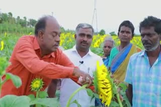 Manual Pollination Sunflower tamil nadu