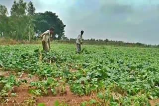 crop-destroyed-due-to-heavy-rain-in-doddaballapur-taluk