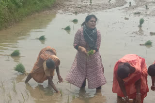 East Singhbhum DC Singhpura Panchayat inspection planted paddy with farmers