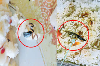 frog in upma