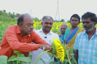 Manual Pollination of Sunflower - Introduced by Department of Agriculture!