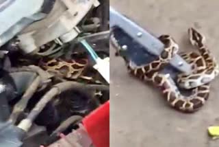 Python in Scooty