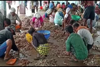 trawling ban ends in kerala  trawling in kerala  kollam trawling  fisherman in kerala  സംസ്ഥാനത്ത് ട്രോളിങ്ങ് നിരോധനം അവസാനിച്ചു  Annual trolling ban in kerala  വർഷകാല ട്രോളിങ്ങ് നിരോധനം  Fishing ports  മത്സ്യബന്ധന തുറമുഖങ്ങള്‍  കൊല്ലം ട്രോളിങ്ങ് നിരോധനം