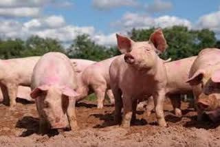 Kerala: More African Swine fever reported in Kannur